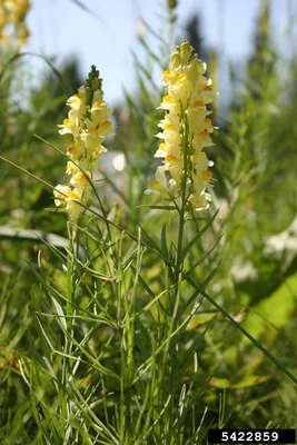 Discover the Charm of Yellow Toadflax in this Picture
