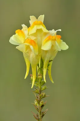 Breathtaking Yellow Toadflax Picture: A Delightful Addition to Any Garden