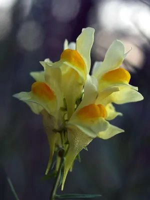 A Striking Photo of Yellow Toadflax in its Natural Habitat