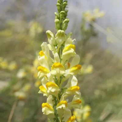 The Best Image of Yellow Toadflax for Nature Photographers