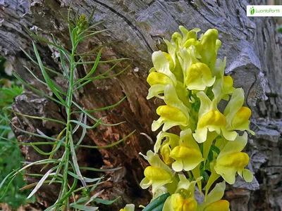 Marvel at the Beauty of Yellow Toadflax in this Flower Image
