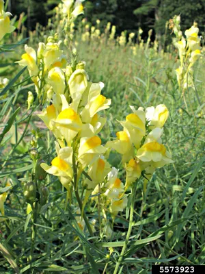 A Stunning Image of Yellow Toadflax in the Wild