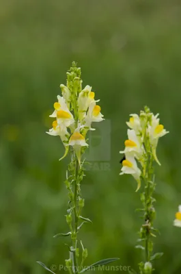 The Perfect Picture of Yellow Toadflax for Botanists