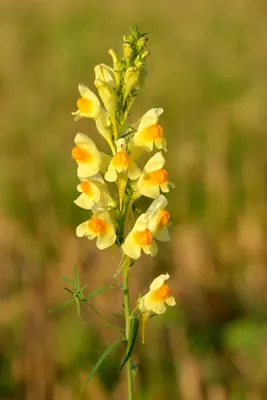 Discover the Enchanting Beauty of Yellow Toadflax in this Photo